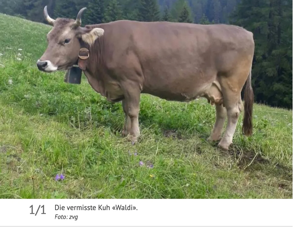 Die vermisste Kuh «Waldi» sollte Mitte Oktober ein Kalb zur Welt bringen. (Bild Screenshot 1815.ch)