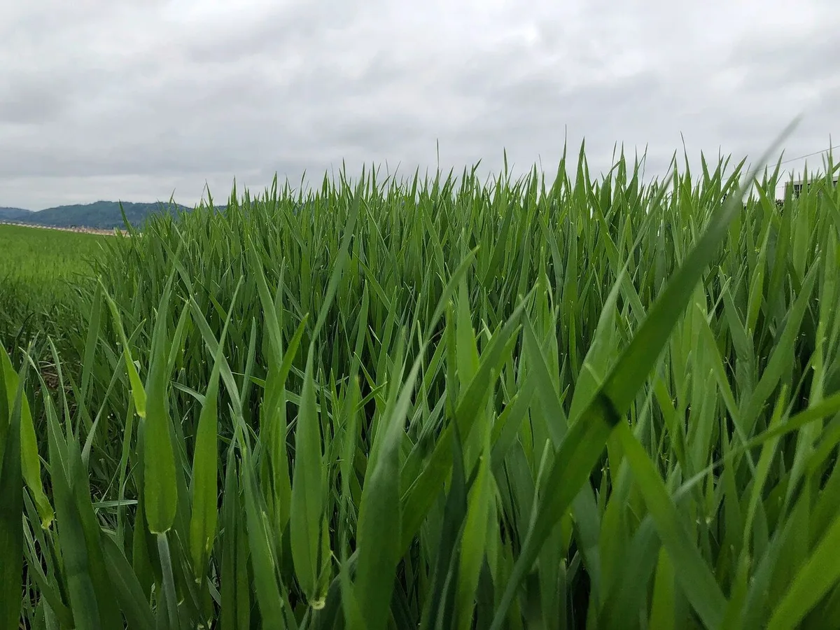 83d01213d24a0c6768af3e8a1381e8cab07385107191b36a84af29fad02ed81e Zwar sind die Septoria-Sporen mittlerweile höchstwahrscheinlich auf die oberen Blätter übertragen worden. Das bedeutet aber noch keine Infektion.