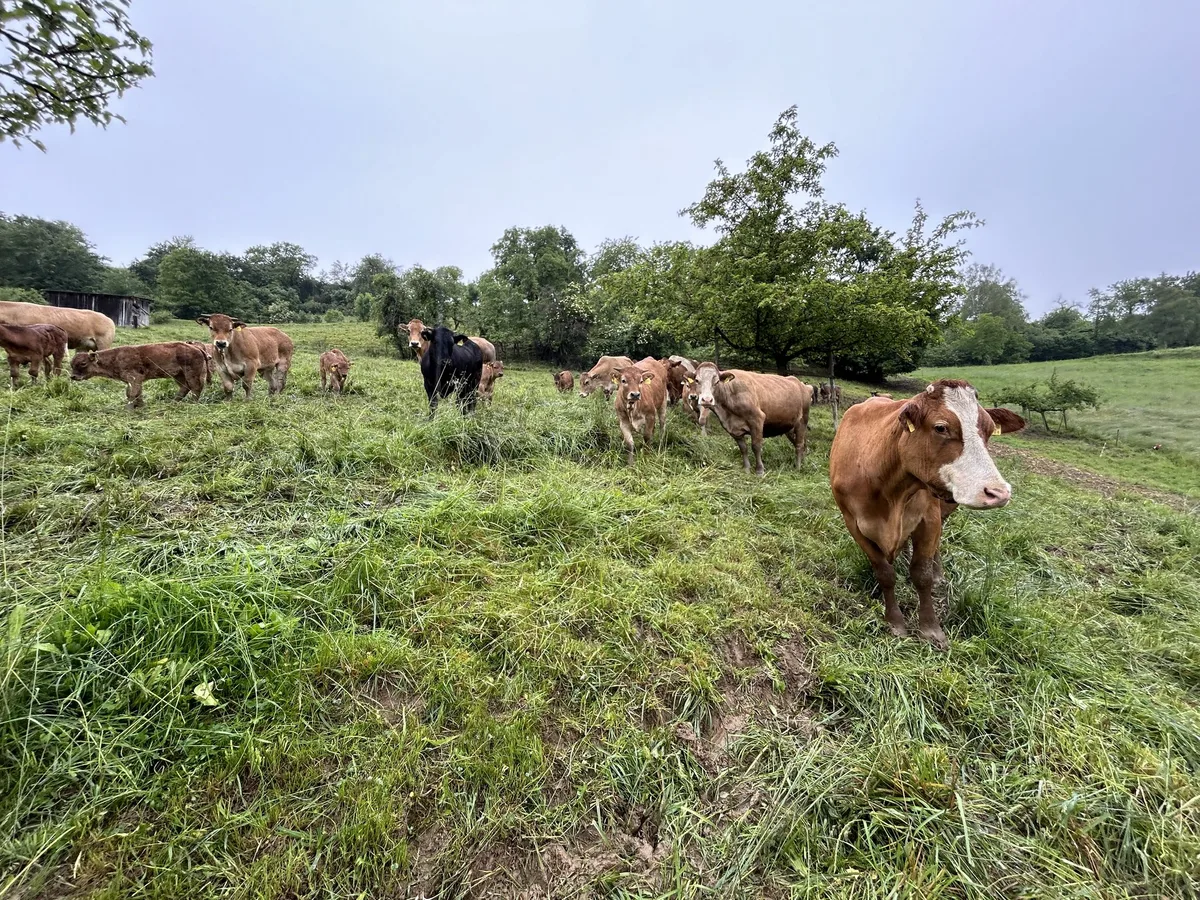 IMG_6060 Futterbau im Klimastress: Ist Mob Grazing eine Antwort?