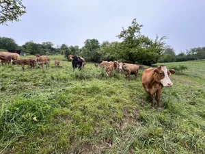 Durch die lange Ruhephase, während derer das Gras nachwächst, können sich so auch die Wurzeln vollständig regenerieren.