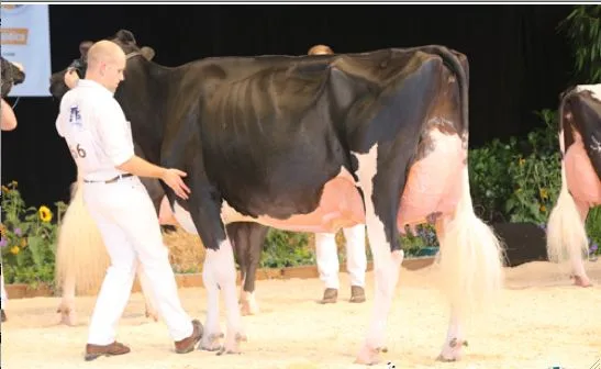 a64c3e4e24bdde1e3073edc60ef05fa5677d8109 Europameisterin wurde Atwood Galys-Vray von Junker, Staub und Al.BE.RO. Iffwil BE. (Bild Cowsmopolitan)