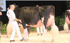 Europameisterin wurde Atwood Galys-Vray von Junker, Staub und Al.BE.RO. Iffwil BE. (Bild Cowsmopolitan)