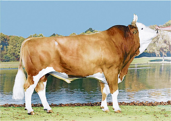 Der Stier Flavio, ein Volfleur-Sohn, führt die Rangliste nach Fitness (IFF) mit grossem Vorsprung an. (Bild KeleKi)