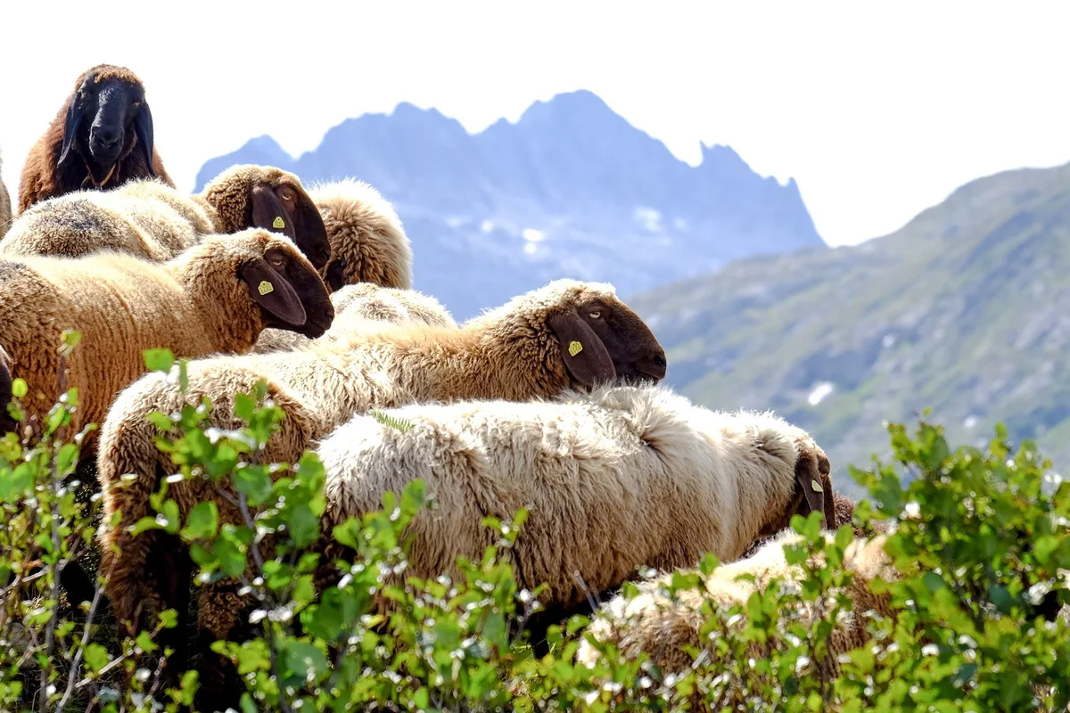 engadiner_schaf Die besten vierbeinigen Landschaftspfleger für verbuschte Alpweiden