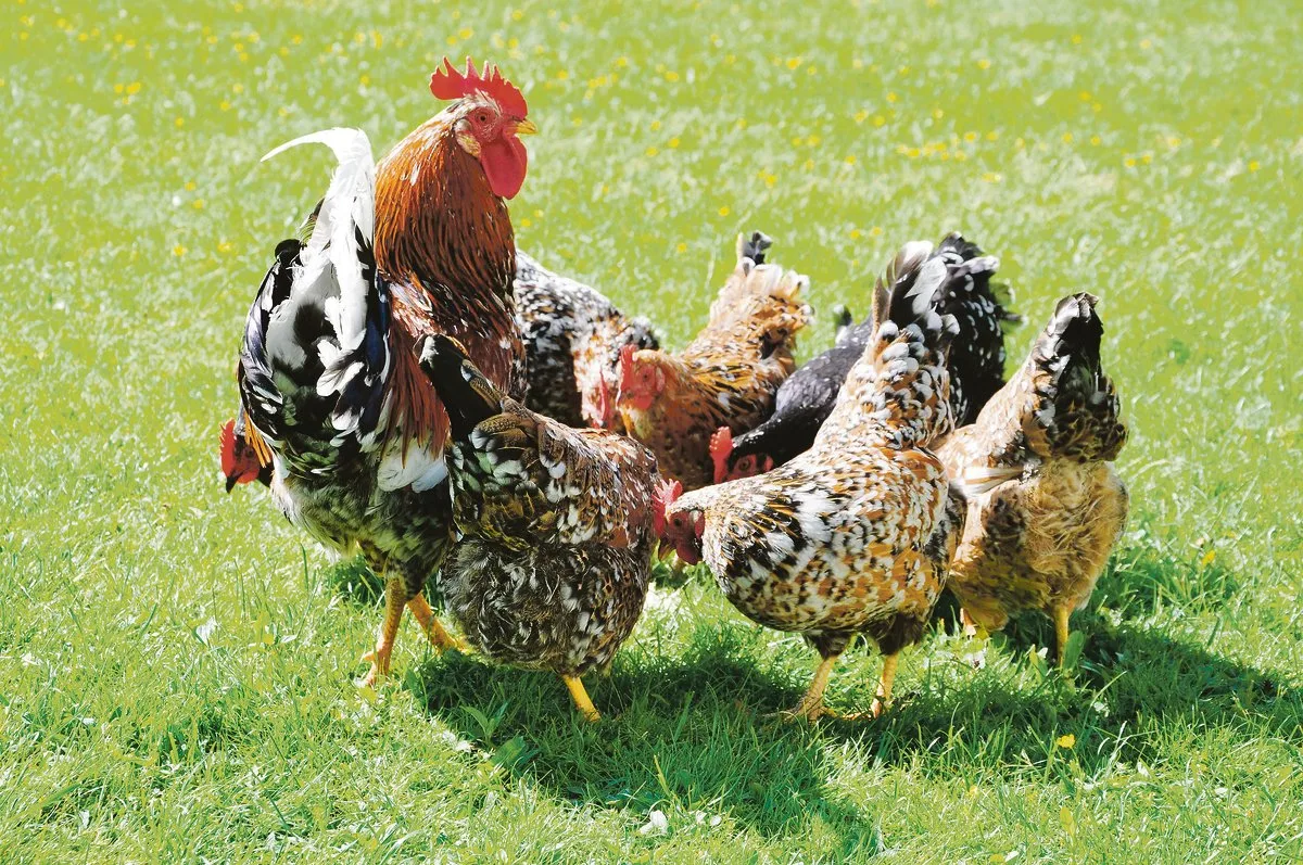 d6ecb3cdc4bf2c221f3f53b85c9bb0eef601d9bf Wie bekleckert: Die unregelmässigen Tupfen an den Flügelspitzen verleihen dem Schwedischen Blumenhuhn einen Hauch von Exotik und verhalfen ihm einst zu seinem Namen. (Bild SLK/Annika Brage)