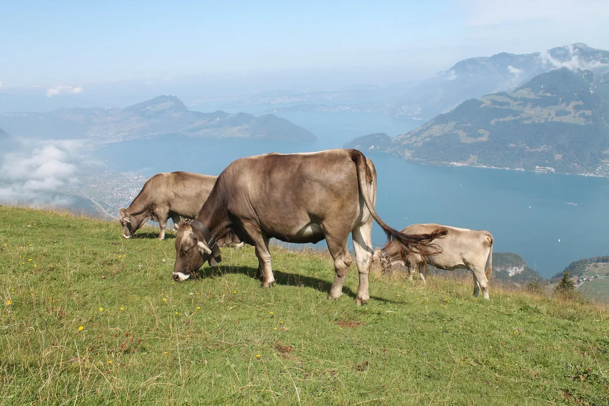 kuehe_alpen_keigroen Bei aller Hoffnung fehlt der Glaube, dass der Mutterkuh-Riss ein Einzelfall bleibt