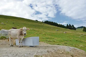 Wo Wasser knapp wird, sind gemeinsame Projekte sinnvoll. Hier ein neuer Tränkeplatz auf den Untervazer Alpen.