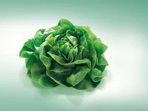 Kopfsalat gibt es fast das ganze Jahr über. (Bild VSGP)