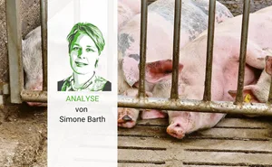 Schweine im Auslauf machen die Landwirtschaft sichtbar. Diese Sichtbarkeit ist entscheidend für das Konsumverhalten.