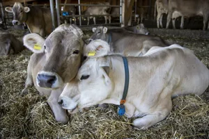 Auf Lebenshofen liefern Kühe anstatt Milch meist nur noch Dünger. (Foto: Domenik Ledergerber)