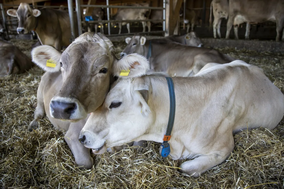 Auf Lebenshofen liefern Kühe anstatt Milch meist nur noch Dünger. (Foto: Domenik Ledergerber)
