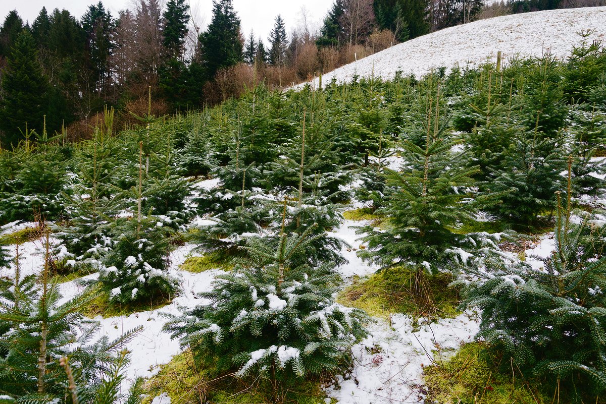 Für den Anbau von Christbäumen gibt es seit 2014 keine Direktzahlungen mehr. Es deutet nicht viel darauf hin, dass sich mit der AP 22+ daran etwas ändern wird.(Bild Miriam Kolmann/zVg)