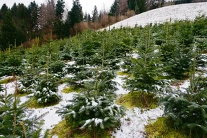 Für den Anbau von Christbäumen gibt es seit 2014 keine Direktzahlungen mehr. Es deutet nicht viel darauf hin, dass sich mit der AP 22+ daran etwas ändern wird.(Bild Miriam Kolmann/zVg)