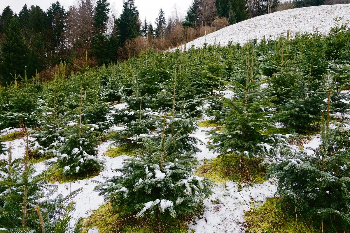 c5bc613d6e8bc885897eedf6595330a3bc2039e9 Für den Anbau von Christbäumen gibt es seit 2014 keine Direktzahlungen mehr. Es deutet nicht viel darauf hin, dass sich mit der AP 22+ daran etwas ändern wird.(Bild Miriam Kolmann/zVg)