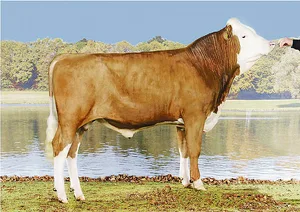 Der neubeförderte Simmentaler-Stier Roman Merkur stammt aus der Zucht von Hugo Pradervand aus Givrins VD.(Bild KeLeKi)