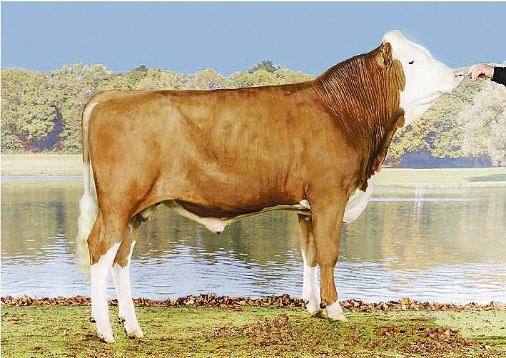 81958e0e2f27af88fba64e64ab77f0cae7917a4a Der neubeförderte Simmentaler-Stier Roman Merkur stammt aus der Zucht von Hugo Pradervand aus Givrins VD.(Bild KeLeKi)