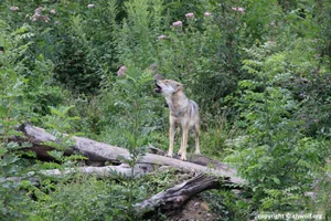 Das Referendumskomitee betont die wichtige Rolle des Wolfs im Ökosystem. Daher brauche das Grossraubtier ausreichenden Schutz.