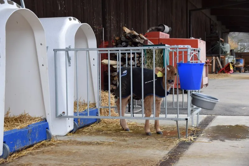 3d01b08f06b48ccfe20e532ba1d5b561eb86cb4d Auch Kälberiglus müssen korrekt, das heisst, in ein Güllelager, entwässert sein. Im neuen Milchviehstall vom Inforama Rütti ist die Situation vorbildlich. (Bild jba)