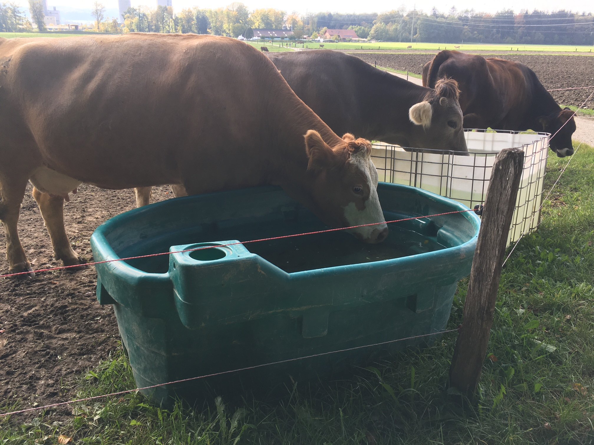 Die Wasserkosten steigen, insbesondere in der Tierhaltung