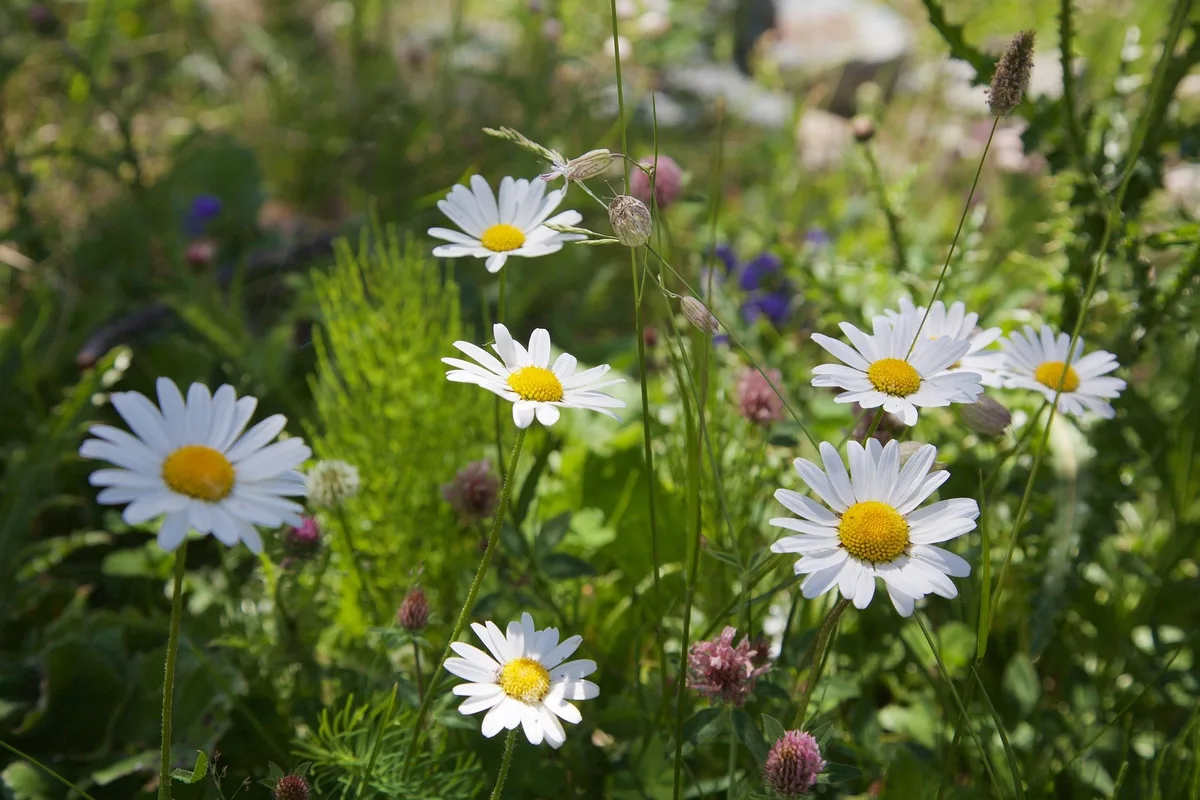 9602e1f9c055ad81acd6a8c4d002b93b586486fd Einheimische Wildblumen zu pflanzen ist ein gute Möglichkeit, eine Biodiversitätsfläche anzulegen. (Bild Michael Ackert/pixabay)