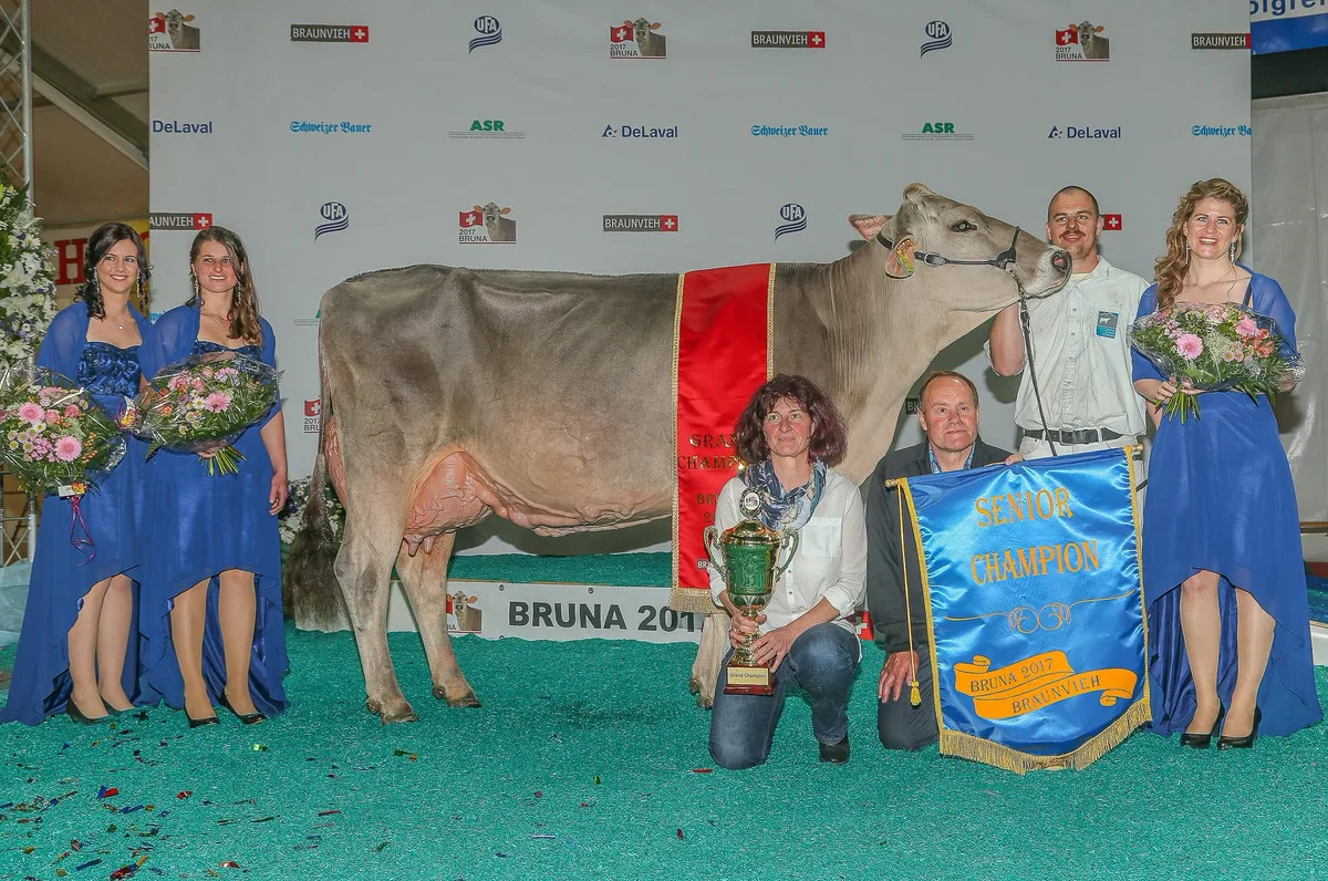 BRUNA 2017 Grandchampion Jongleur ELISA von Adrian und Andrea Arpagaus Mit Elisa durften Andrea und Adrian Arpagaus aus Falera GR viele Schauerfolge feiern, 2017 wurde die Jongleur-Tochter sogar Bruna-Grand-Champion.