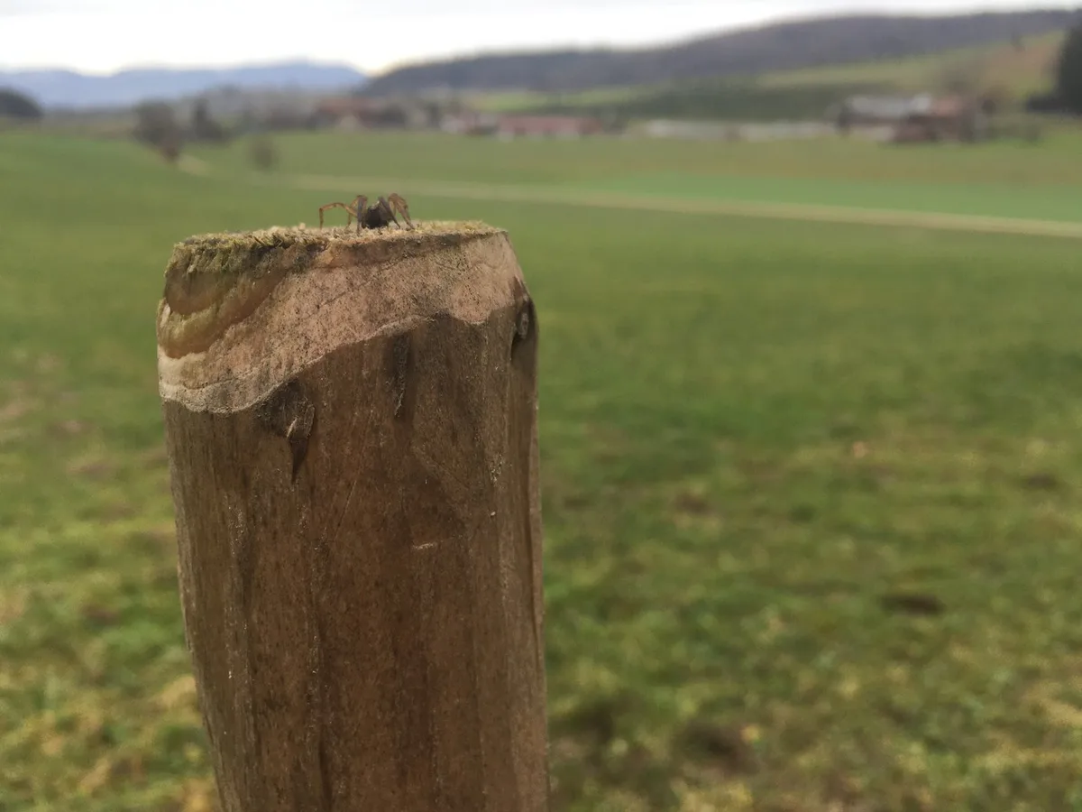 Spinne-Zaunpfahl-2 Kritik an Bundesrats-Entwurf: Umweltverbände fordern stärkere Massnahmen für Biodiversität