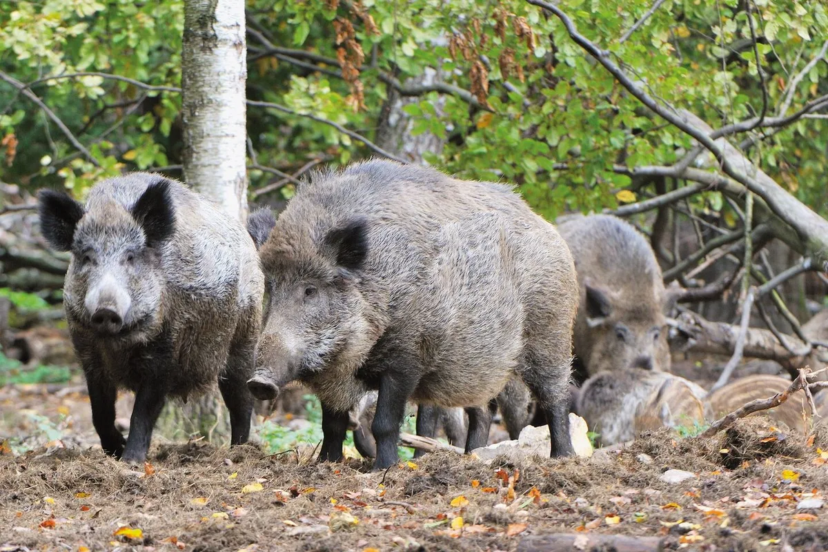 Die Afrikanische Schweinepest kommt näher
