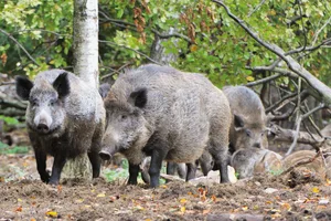 in Deutschland ist die ASP nicht nur bei Wildschweinen, sondern im Juli 2021 erstmals auch bei Hausschweinen aufgetreten.