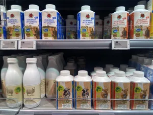 1,5 bis 2 Rp. zieht die Elsa den Produzenten von Juli an ab, dies mindestens bis Ende Jahr. Die Begründung der Migros ist diffus.