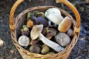 Beim Pilzesammeln kam es bei Jakobsbad AI zu einem tödlichen Unfall. (Symbolbild Pixabay)