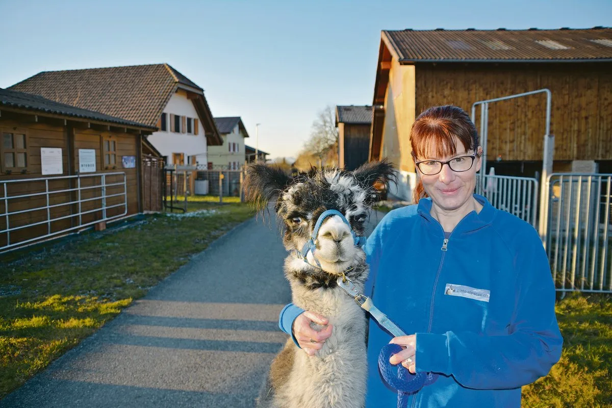 28e5fe79614a8c7e02c231cbbf6a637789adee00 Monika Blättler mit Terso an der Halfter. Sie kann fast alle ihre Alpakas an der Halfter führen, zudem hören die Tiere auf ihren Namen.(Bilder Franziska Jurt)