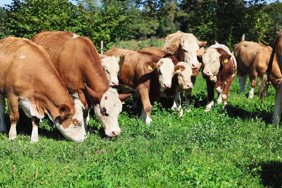 bd175be299110f72d48e841b307b78187a1c2041b2be92c7a0713066202dff91 Eine Herde Simmentaler (Mutterkühe und ihre bereits recht grossen Kälber) stehen auf der Weide und grasen.