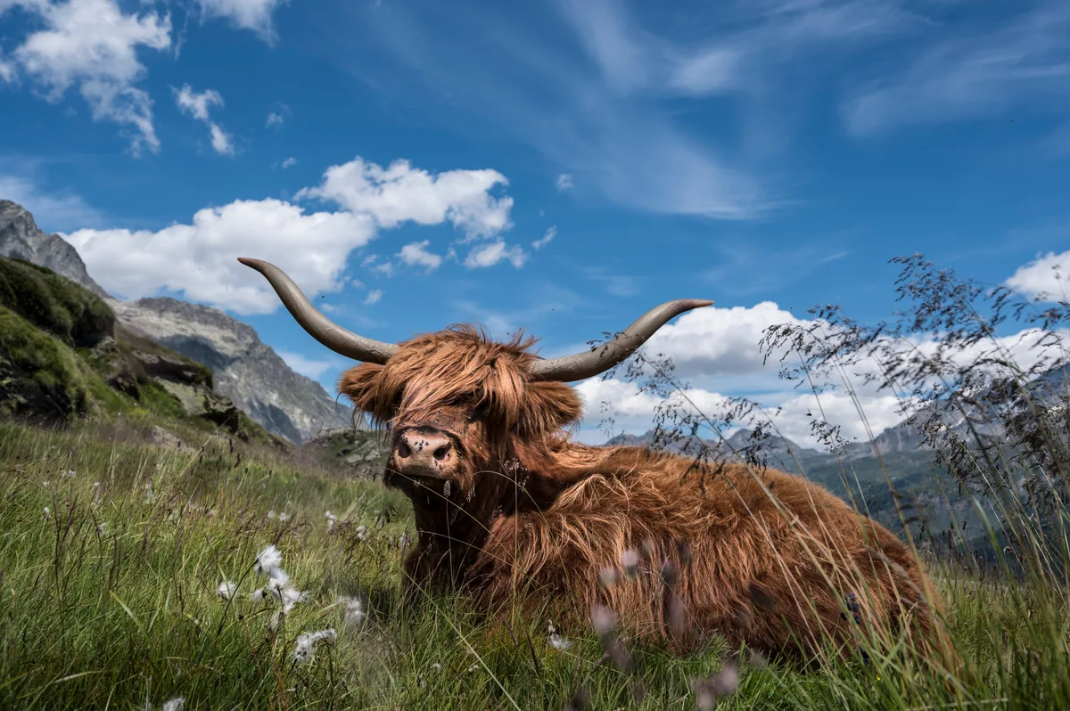 _MBZ3150.jpg Heile Welt. So stellt sich die Konsumgesellschaft die Tierhaltung in der Schweiz vor. Der STS hat einen Labelkompass eingeführt, um Realitäten abzubilden.