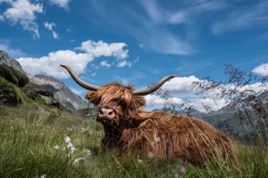 Heile Welt. So stellt sich die Konsumgesellschaft die Tierhaltung in der Schweiz vor. Der STS hat einen Labelkompass eingeführt, um Realitäten abzubilden.