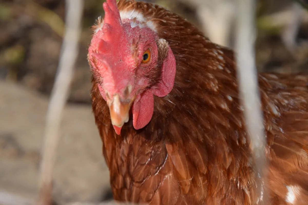 7ae3cca6c4fc8ebb0341d52698d47f4cdf60a2ea Ab Januar 2021 werden die Tierschutzkontrollen unter anderem im Bereich Luftqualität vertieft. (Bild BauernZeitung/Archiv)