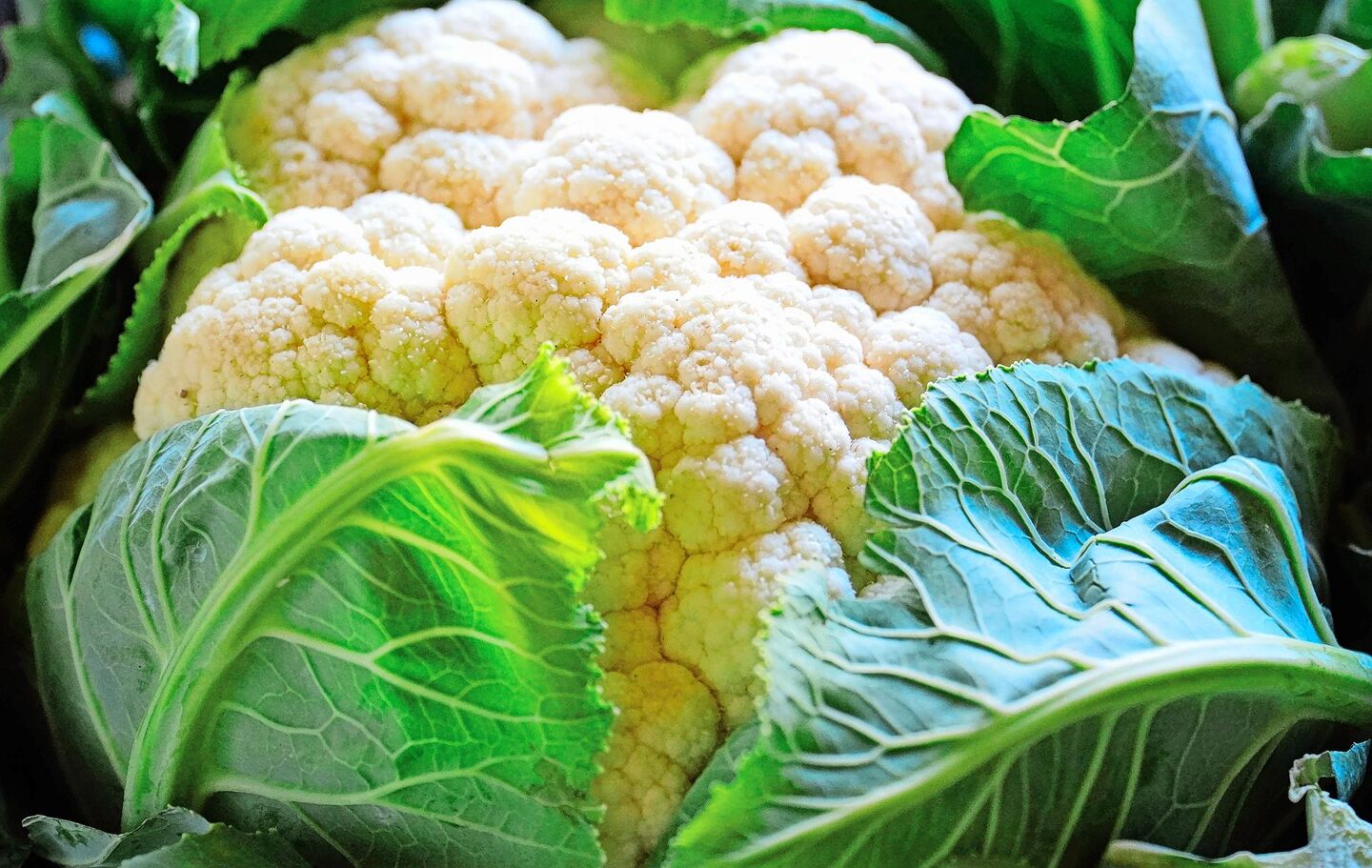 Blumenkohl geht rasch in Blüte, daher lohnt es sich, ihn zügig zu ernten.