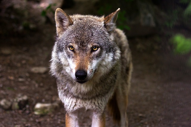 Wolf: Wann folgt der Abschuss?
