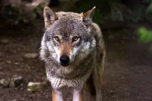 zum Schutz von Wild- und Nutztieren im Kanton Bern fordert den Abschuss von Wolf M76. (Symbolbild pixabay)
