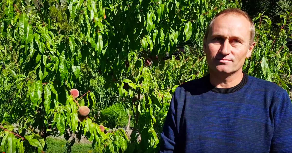 b0c30b6bd3b7937a6f25bced3339c4d0db8ca3c2 Andi Schmid sieht in den Pfirsichen die nächste Schweizer Sommerfrucht. (Bild nb)