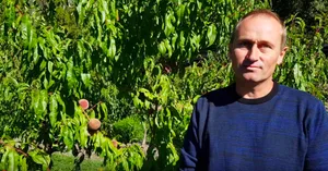 Andi Schmid sieht in den Pfirsichen die nächste Schweizer Sommerfrucht. (Bild nb)
