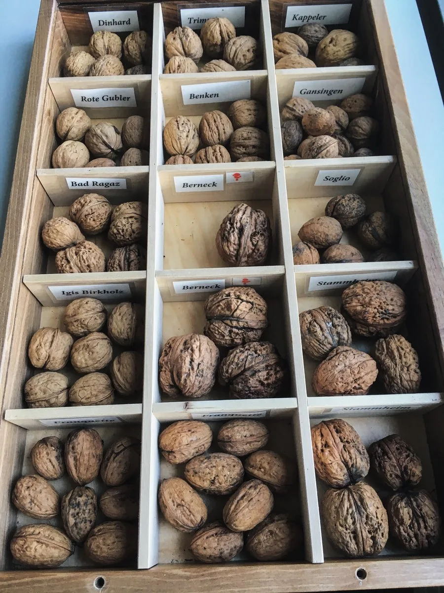 47e9740448379fae80059ddca1fd2bca736d50b2 Die Vielfalt der Walnuss-Sorten ist gross. Die Vereine «Nussdorf Frümsen» und «Obstsortensammlung Roggwil» möchten diese Sorten erhalten. Bild: Hans Oppliger