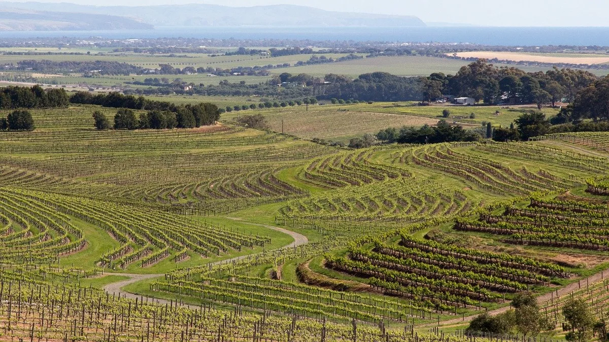 bc0de3ac19aa58b39f5c7df198fb166ad3d11b6f Weinberge in Australien. (Bild Pixabay)