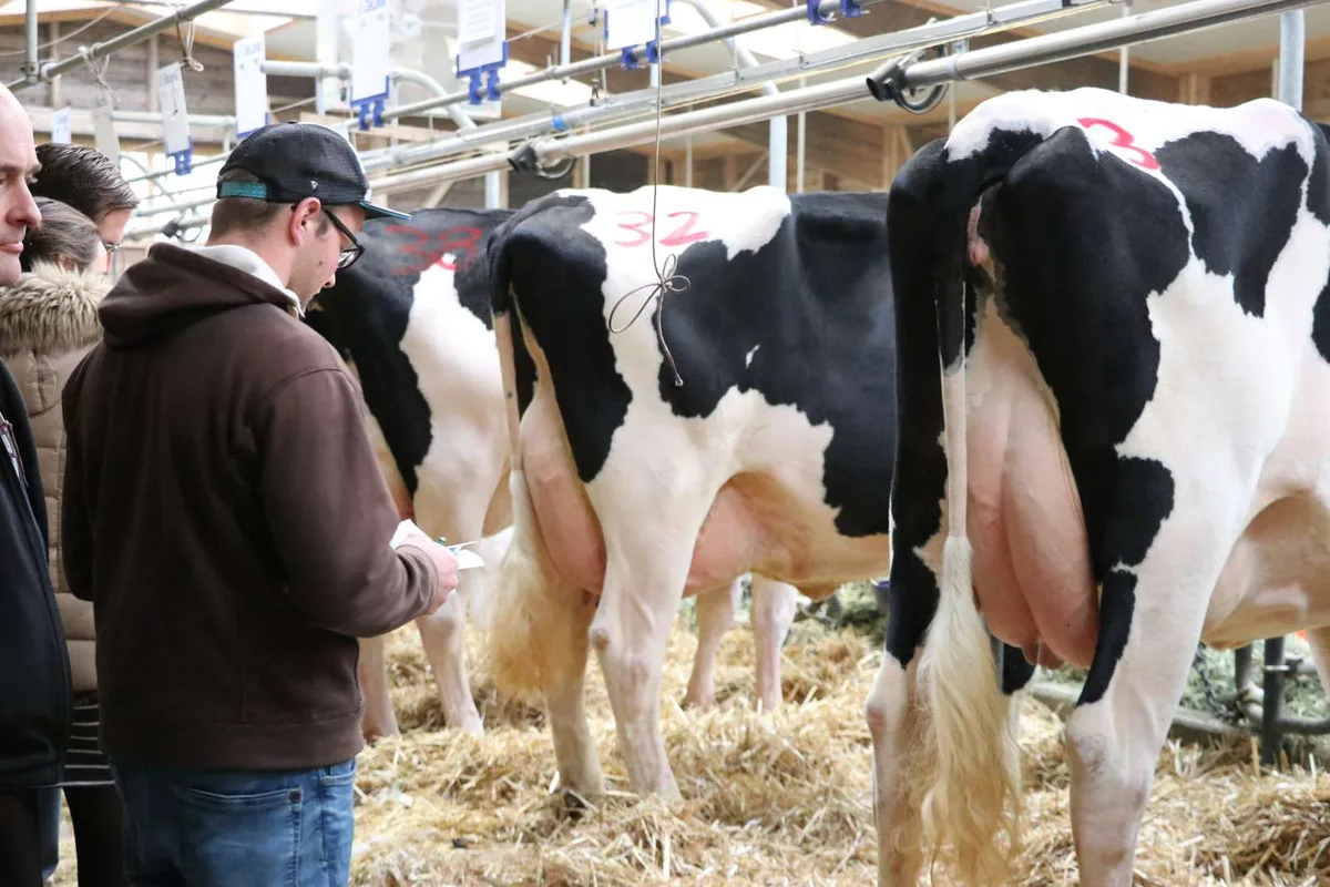 9795af019d60896b3ac8683ad4a99a611f4b3afb Gesunde Kühe mit guter Milchleistung, gutem Fundament und tiefen Zellgehalten in der Milch seien aktuell sehr gesucht. (Symbolbild Ruth Aerni)