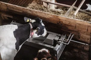 Diese Tränke ist Teil eines Kreislaufs. Dieser wird mittels Umwälzpumpe und Begleitheizung vor dem Frost geschützt.So können die Kühe auch bei tiefen Temperaturen trinken.
