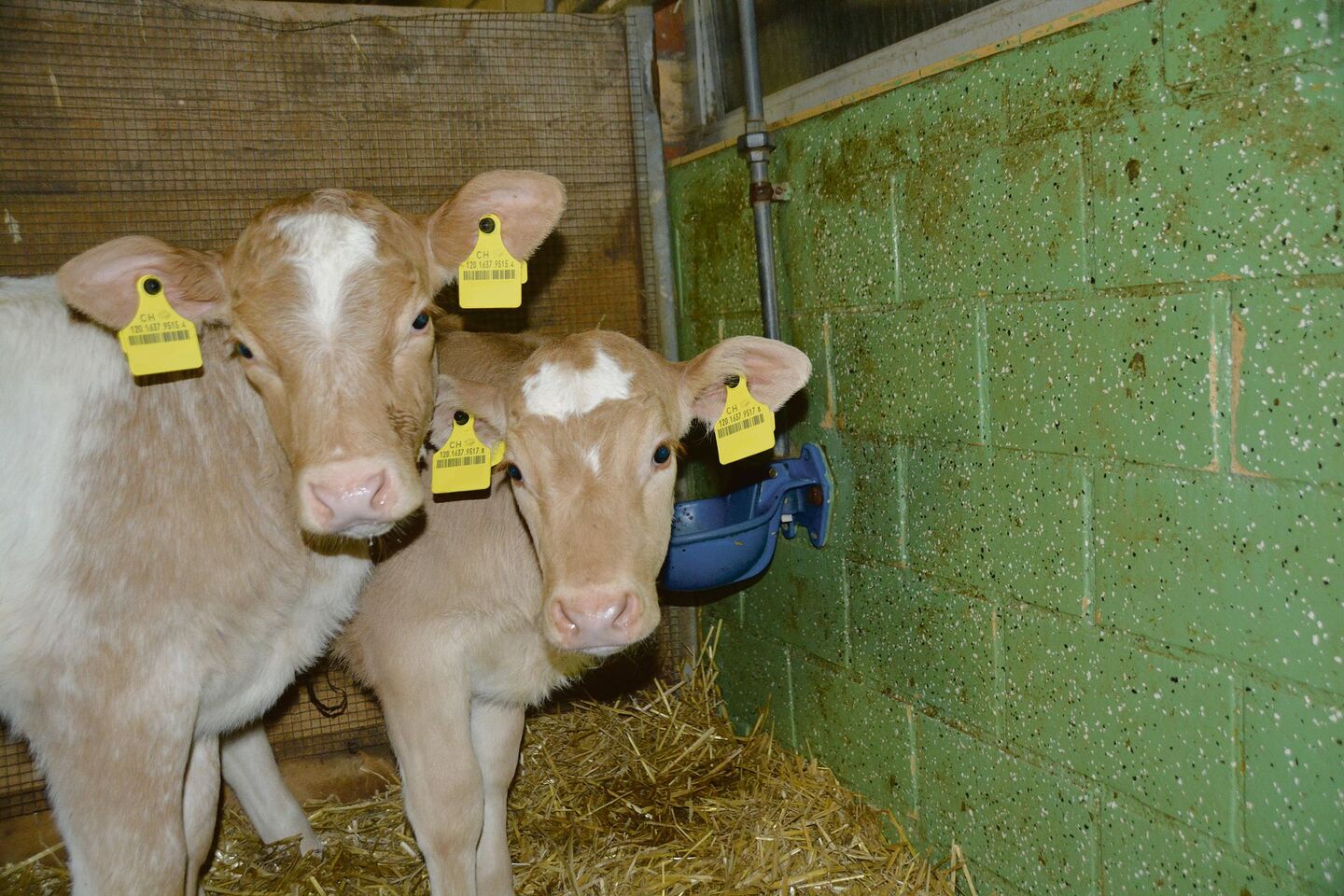 Der Tierhalter muss dafür sorgen, dass alle Kälber ungehindert zu genügend Wasser in hervorragender Qualität kommen.