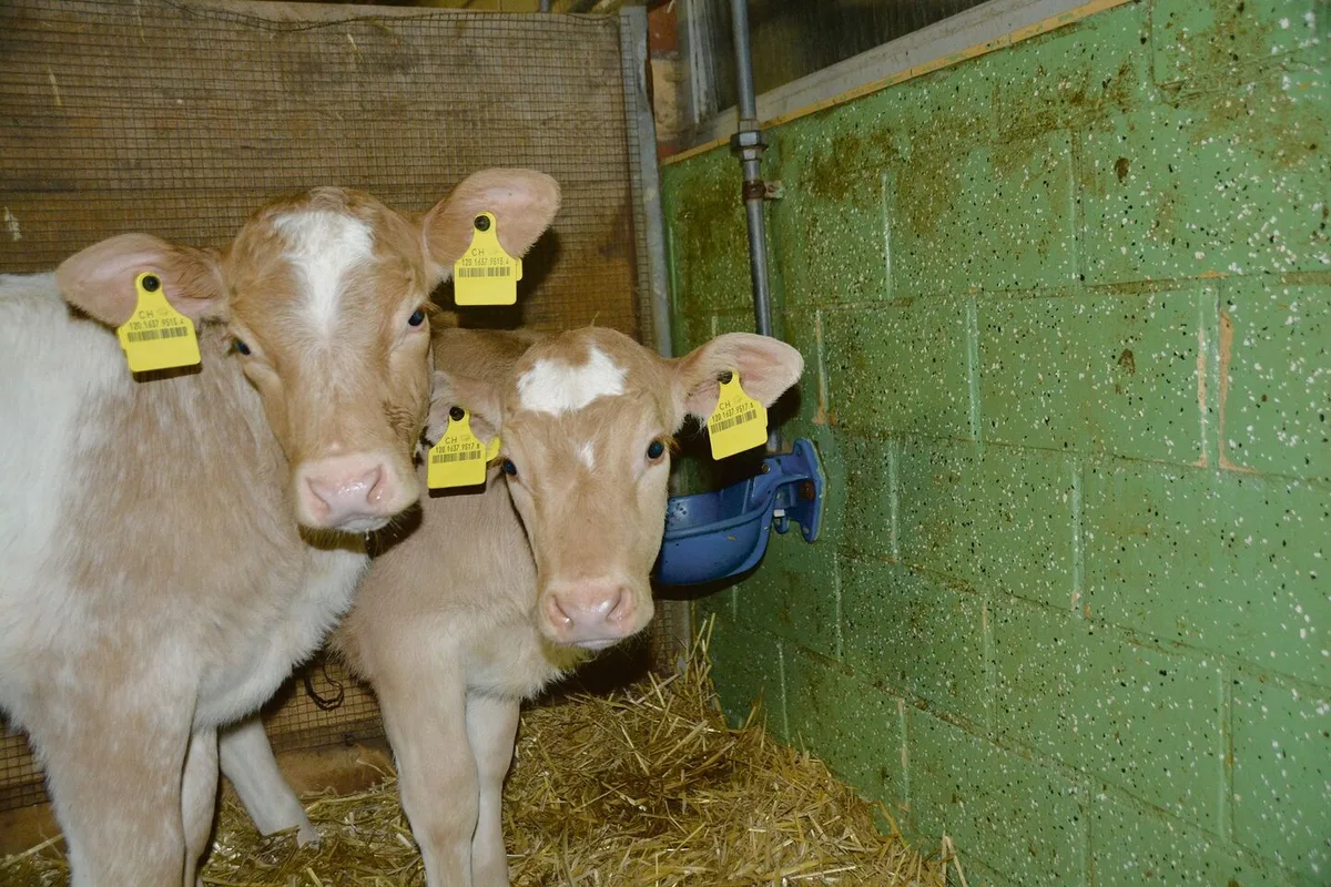 0badc366749730140434313146f8519d3f834ea08a8a32ef3cec846e6d0dda24 Der Tierhalter muss dafür sorgen, dass alle Kälber ungehindert zu genügend Wasser in hervorragender Qualität kommen.