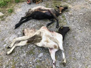 Über die Todesursache der Schafe herrscht weiterhin Unklarheit: Augenzeugen berichten von Gänsegeiern, welche die Herde in den Abgrund gejagt habe, doch die Wildhut hält ein solches Verhalten für unwahrscheinlich.