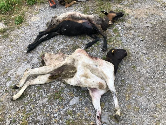 Schafhalter erzählt: «Die Gänsegeier kamen, aber die Wildhut nimmt uns nicht ernst»