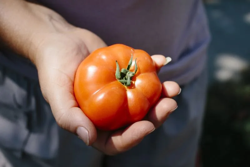 131015a376d985d6493b5e91fd103f4b53a3a252 n Italien fehlen wegen der Corona-Krise viele Erntehelfer - auch für die Tomatenernte. Jetzt sollen illegale Saisonniers vorübergehend legal arbeiten dürfen. (Symbolbild Pxabay)
