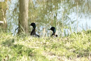 Im Februar dieses Jahres gab es einen Vogelgrippe Fall im Stall eines deutschen Hobby-Geflügelhalters, diesmal waren wildlebende Vögel betroffen. (Symbolbild Pixabay)